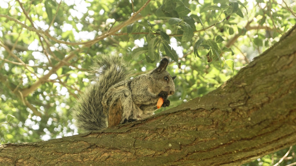 a squirrel eating a carrot