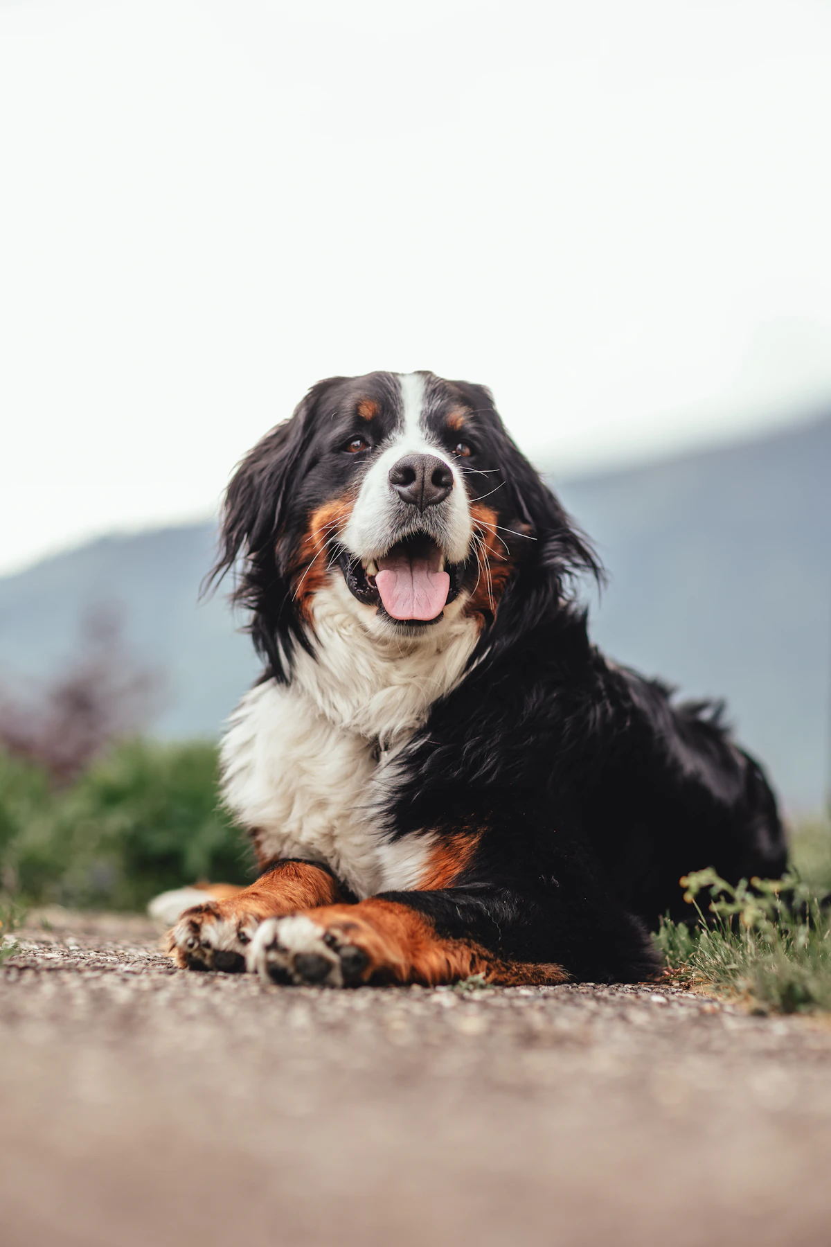 Enna, eine Berner Sennenhündin, liegt auf einem Weg, im Hintergrund Berge