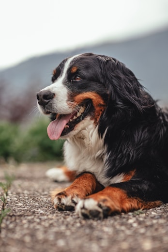 a dog lying on the ground