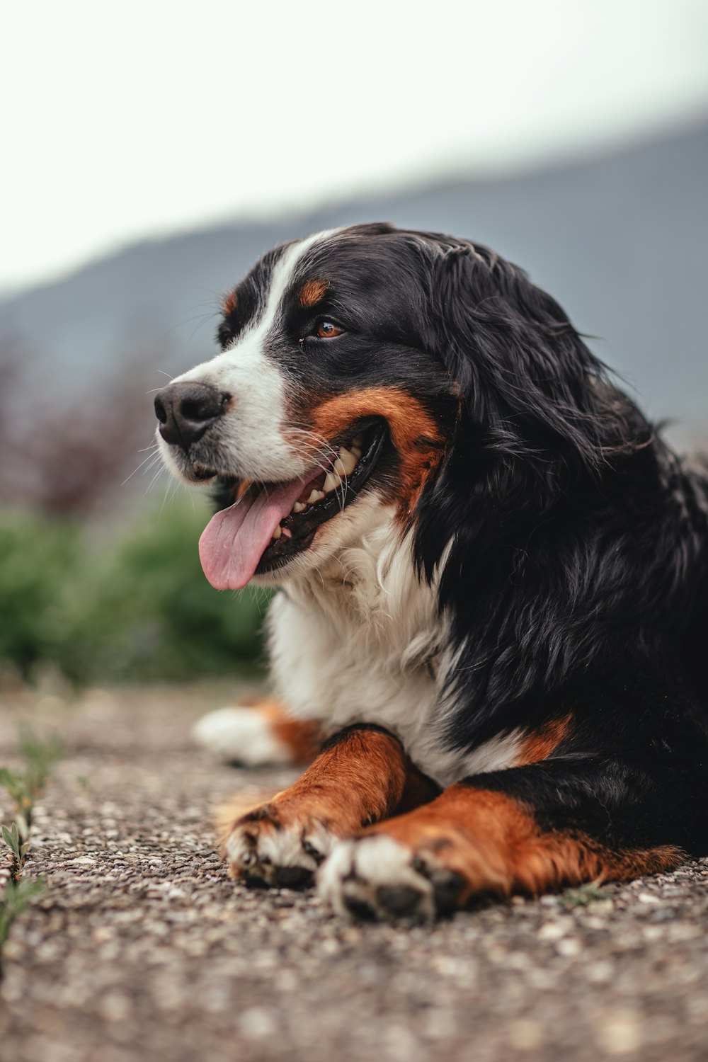 a dog lying on the ground