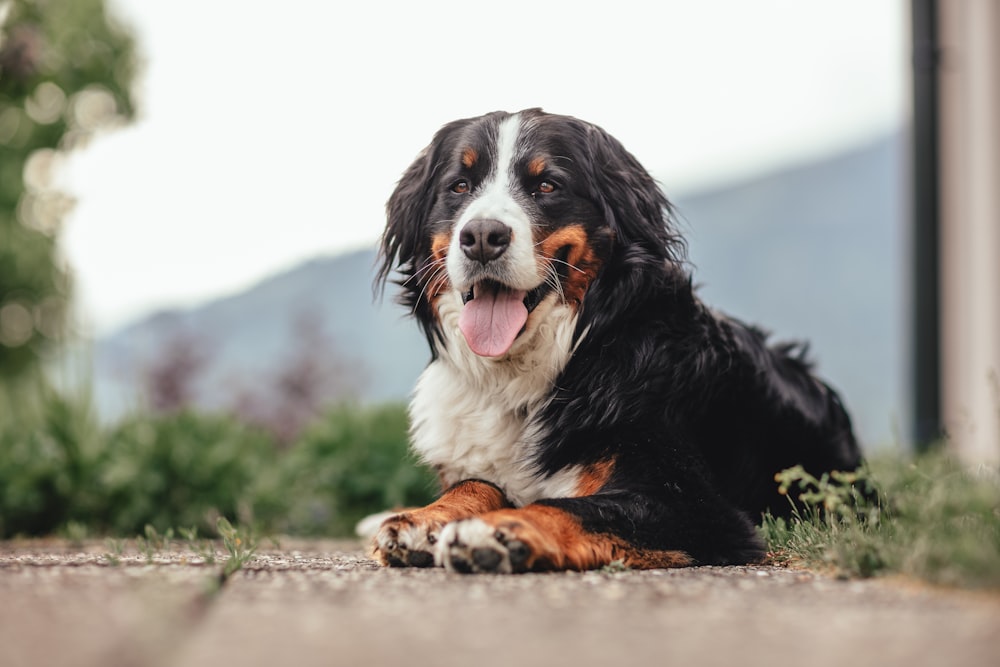 a dog lying on the ground