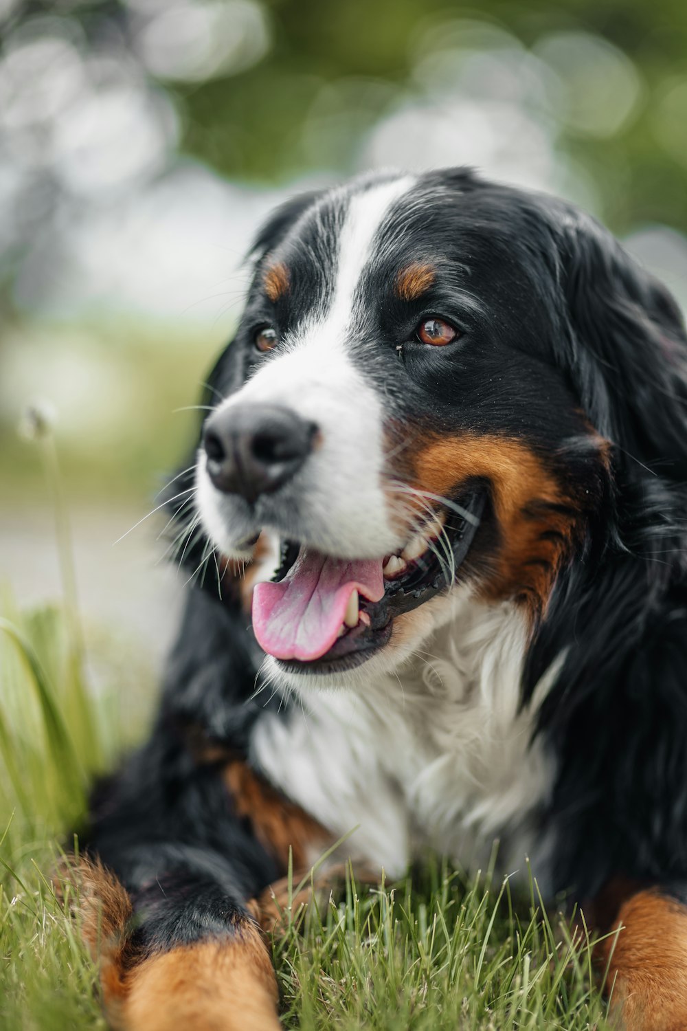 a dog with its mouth open