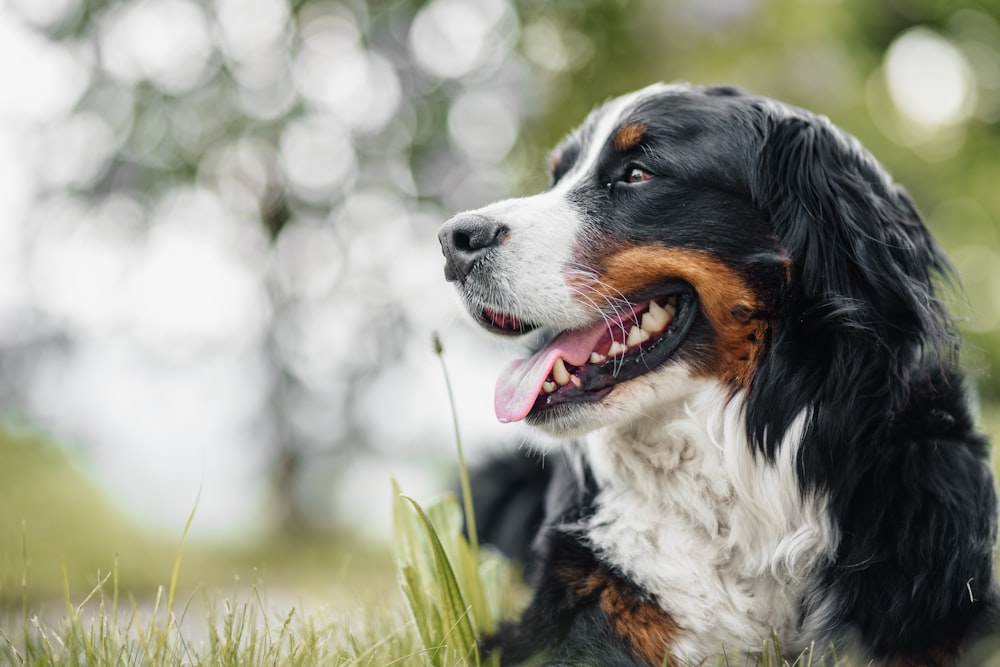 a dog with its mouth open