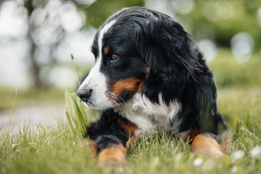 a dog with a plant in its mouth