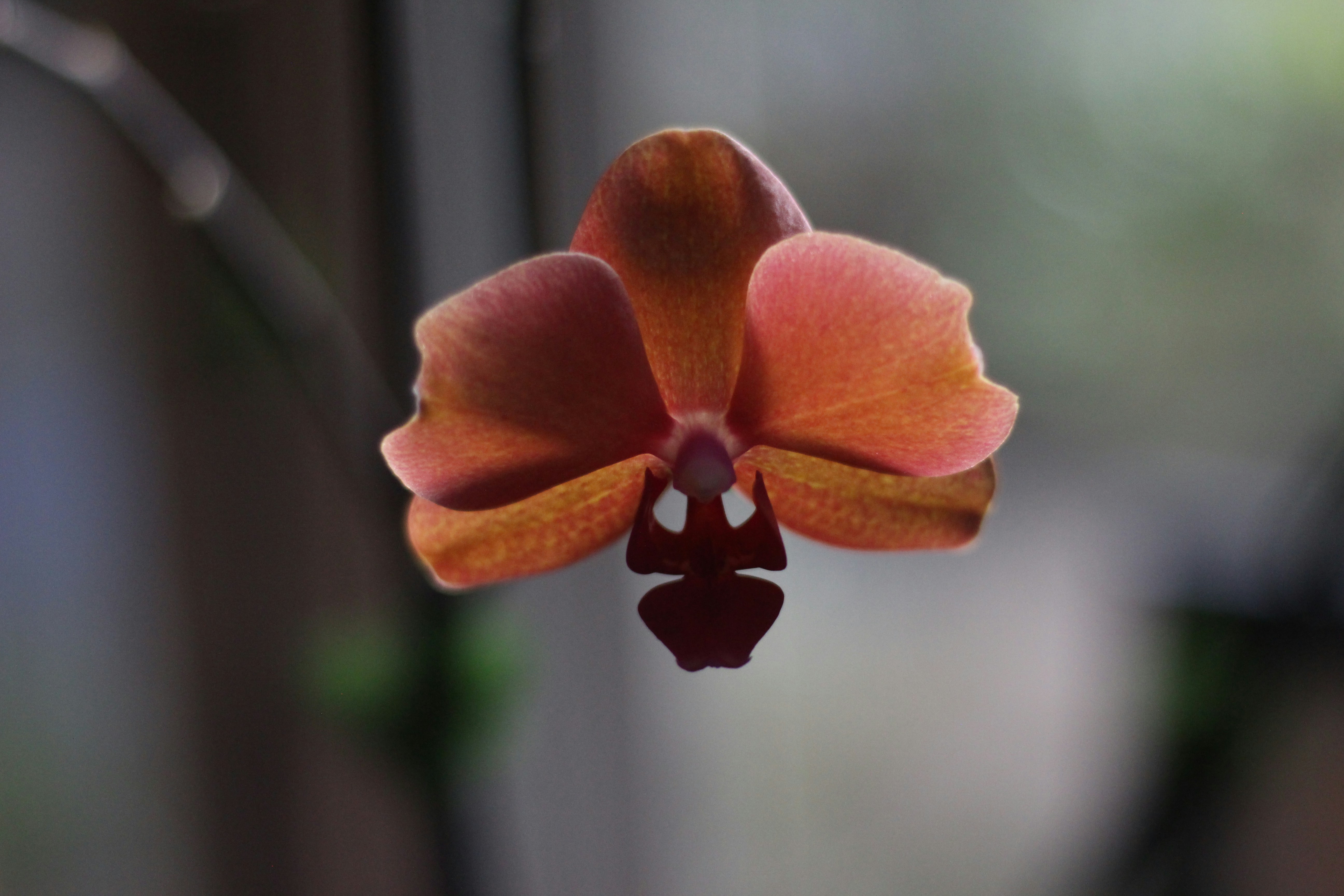 a close up of a flower