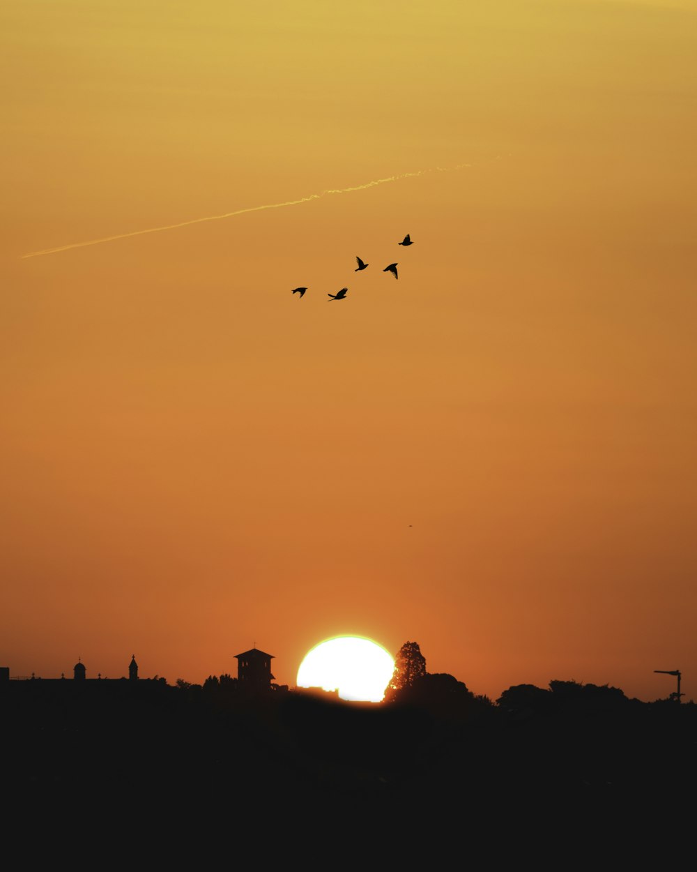 a group of birds flying in the sky