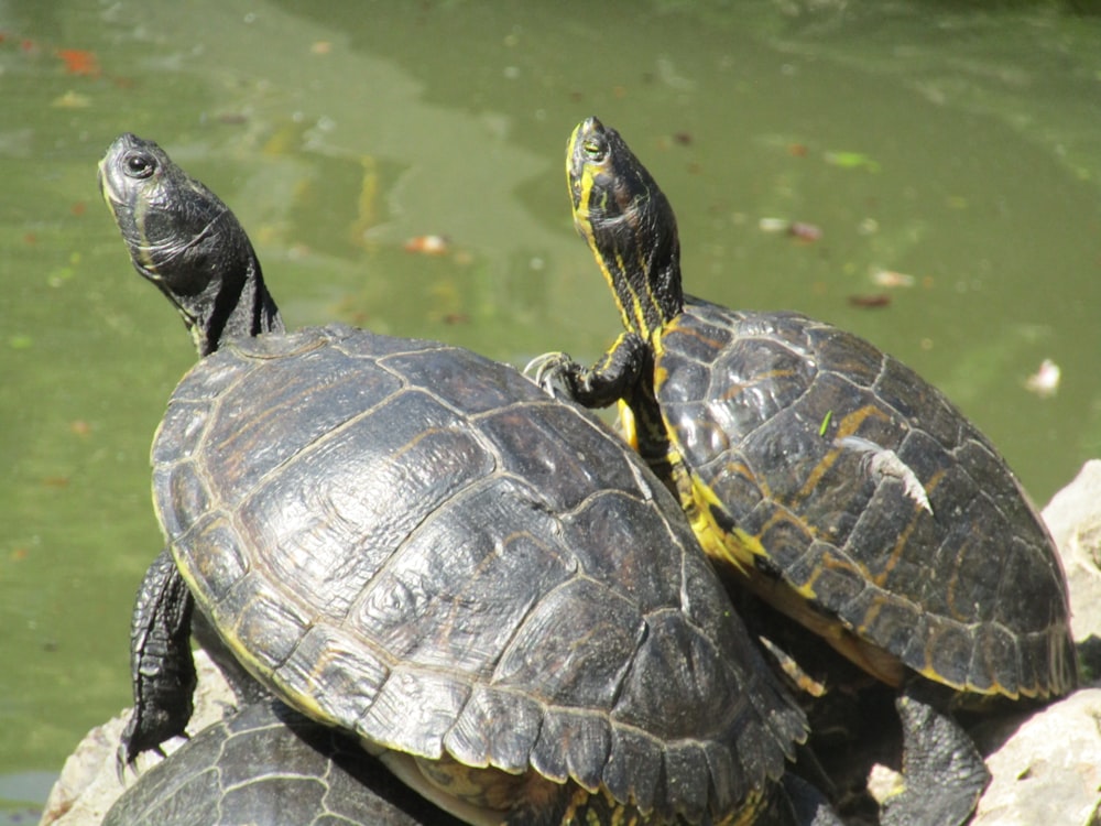 a group of turtles in the water