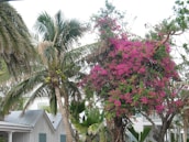 Tropical foliage with a tall palm tree on the left, showcasing clusters of coconuts. Beside it, there is a large tree covered in vibrant pink flowers. A traditional house with a metal roof is partially visible in the background, surrounded by smaller green plants.