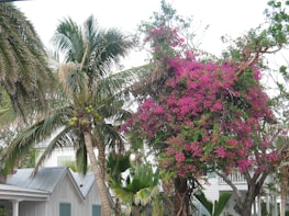 Tropical foliage with a tall palm tree on the left, showcasing clusters of coconuts. Beside it, there is a large tree covered in vibrant pink flowers. A traditional house with a metal roof is partially visible in the background, surrounded by smaller green plants.
