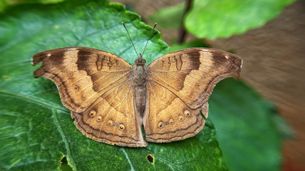 a butterfly on a leaf