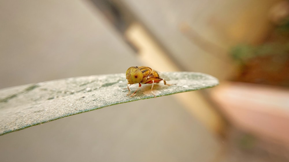 a small insect on a leaf