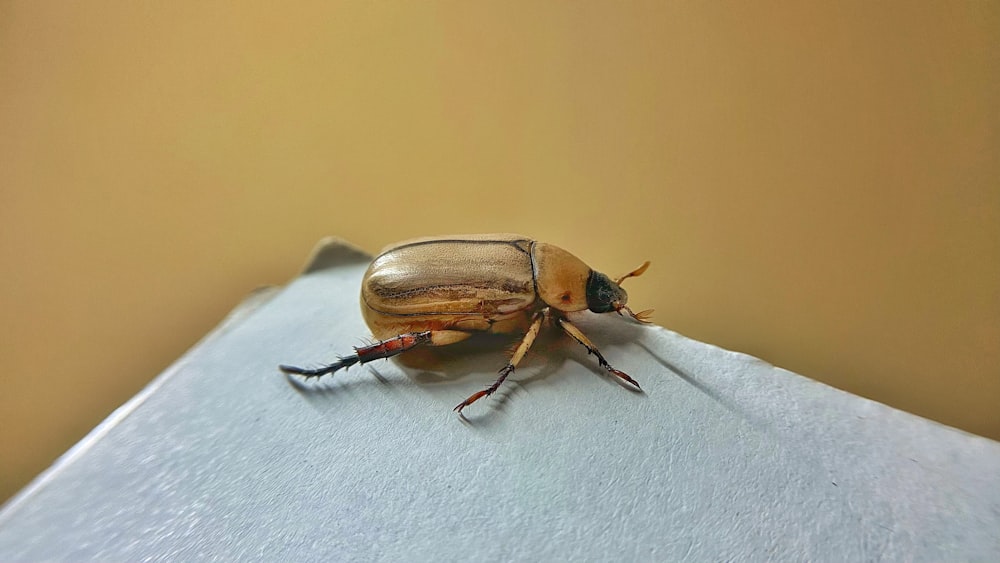 a bug on a surface