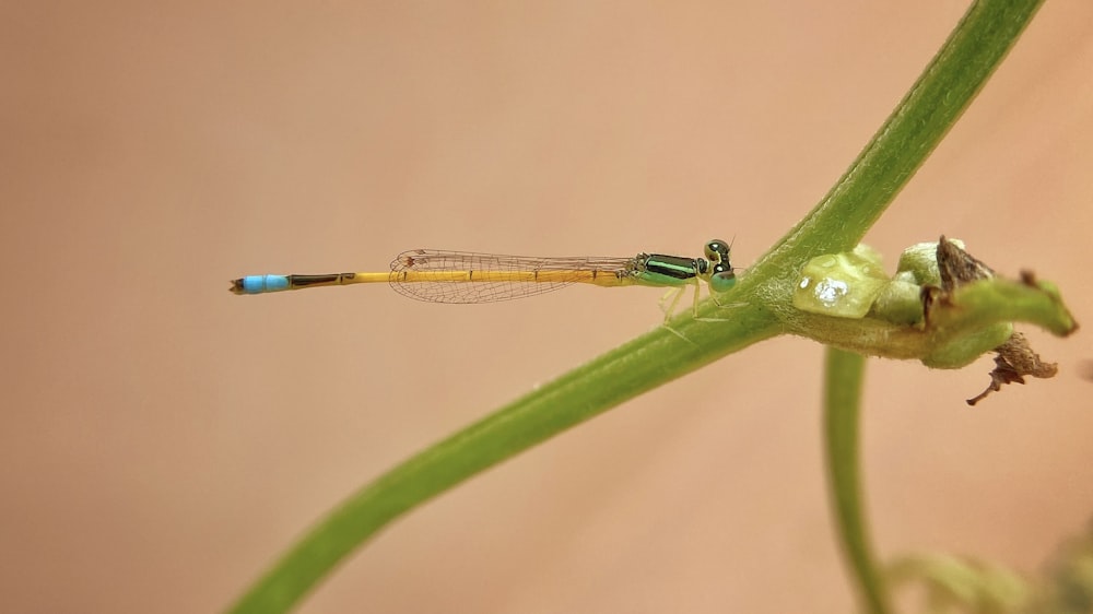 a dragonfly on a leaf