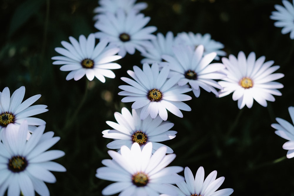 Un grupo de flores blancas