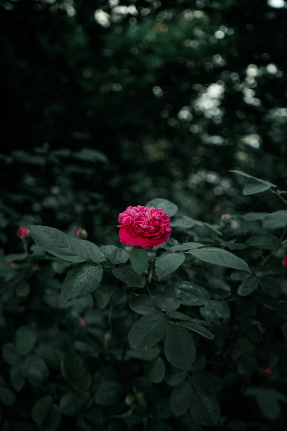 Una rosa circondata da foglie verdi