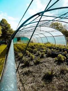 a greenhouse with plants and trees