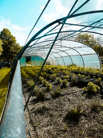 a greenhouse with plants and trees