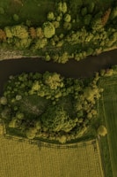 A scenic view of the Amazon showcasing its biodiversity.