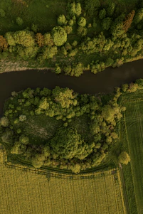 Aerial view of lush green Amazon jungle with clearly marked land plots and winding natural paths.