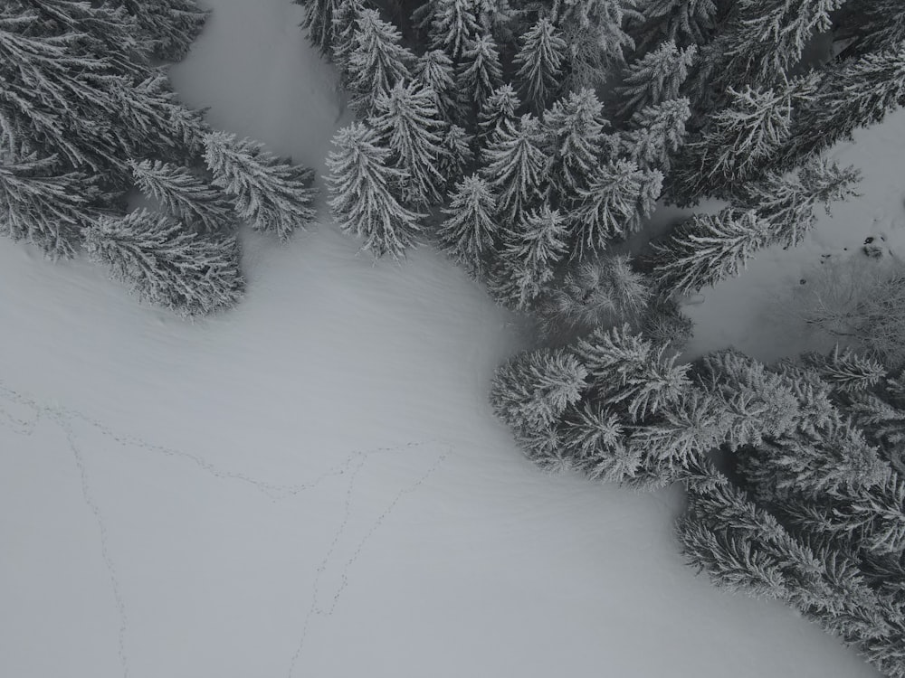 a snowy landscape with trees