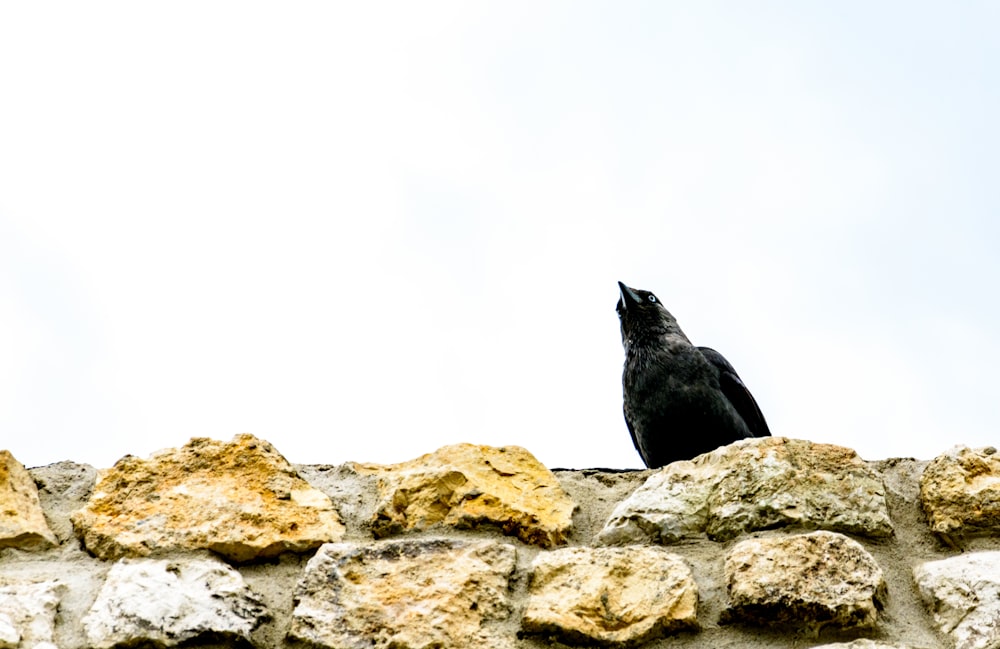 a black bird sitting on a rock