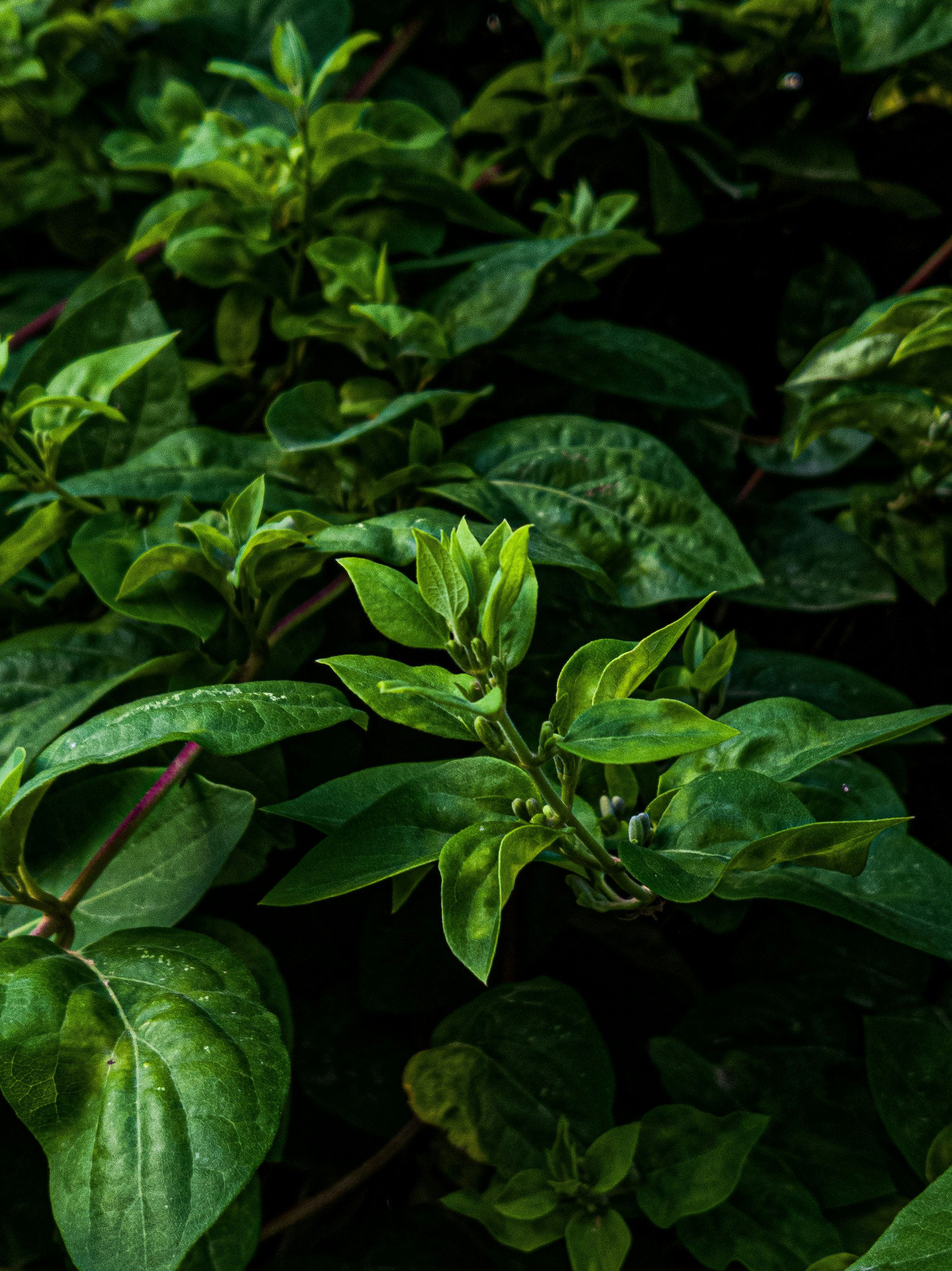 Photo by sideh_photography