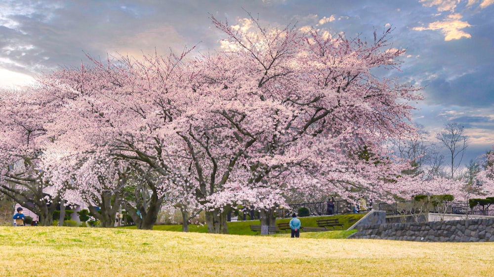 a group of people sitting on a bench under a tree with pink blossoms