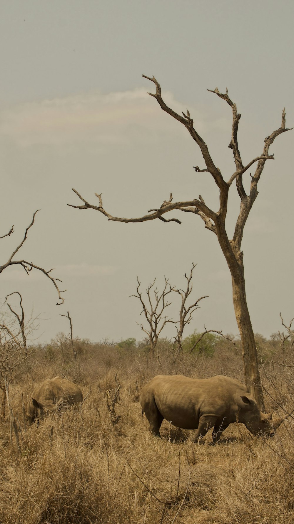 Un gruppo di rinoceronti in un campo