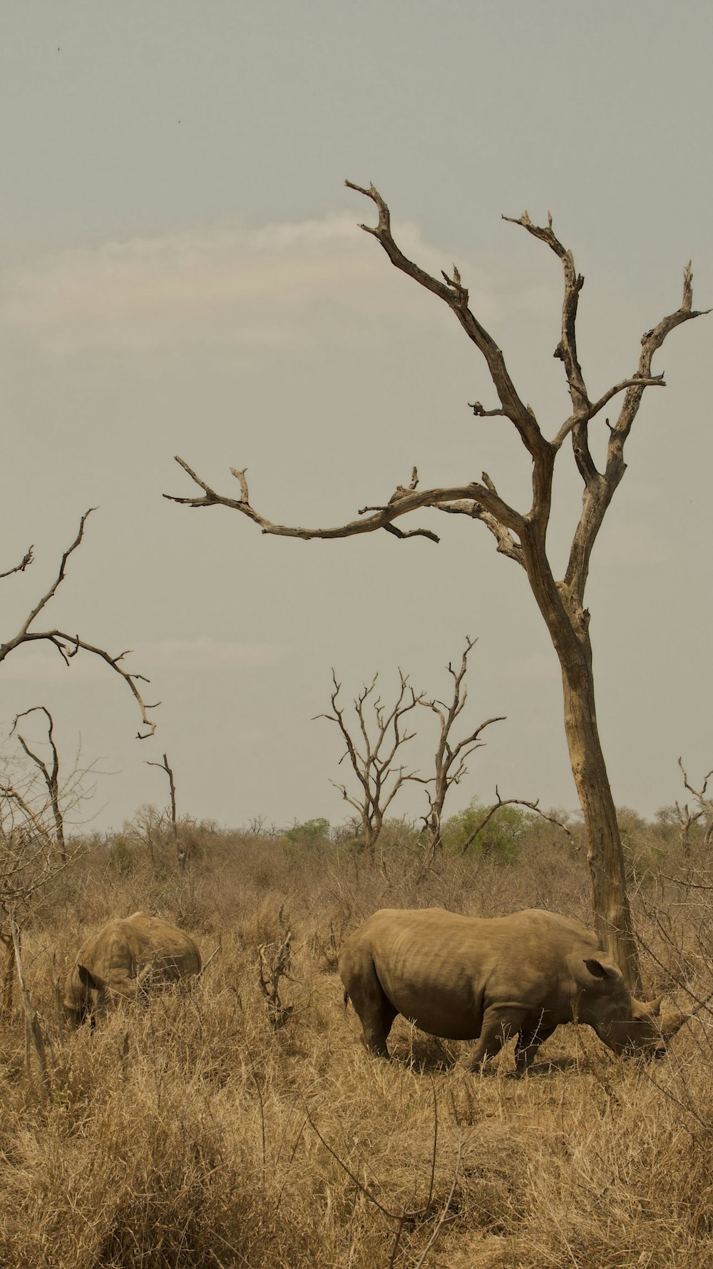 a group of rhinoceros in a field