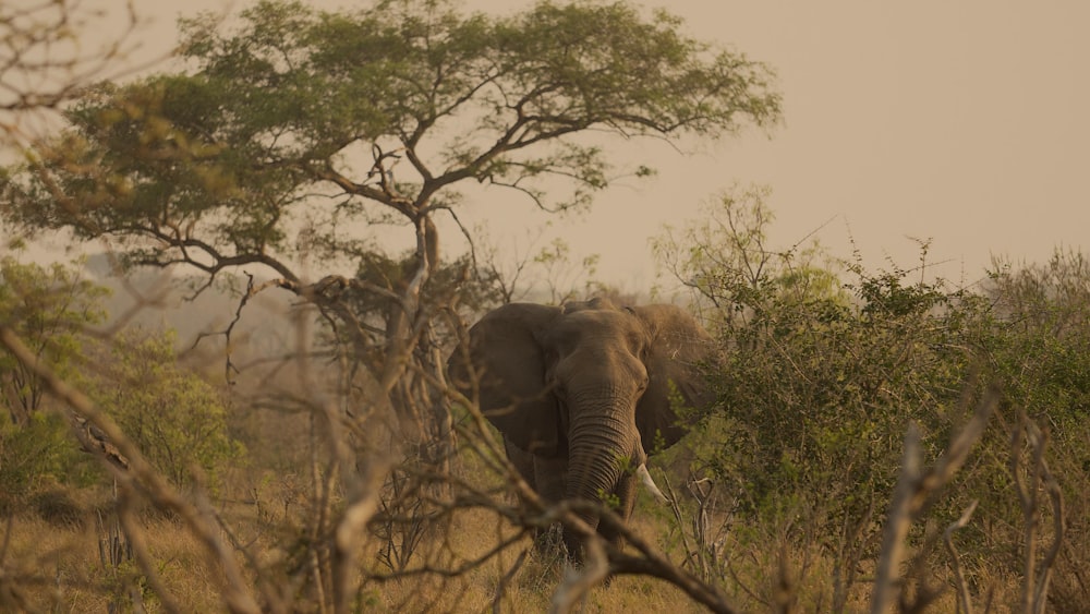 an elephant in a forest