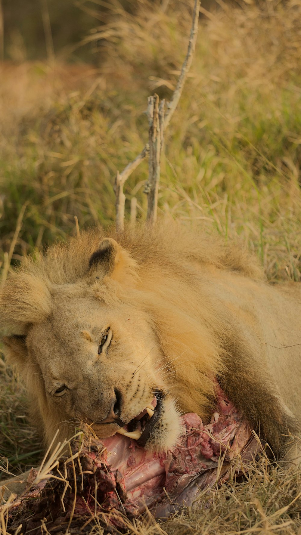 Un leone sdraiato con la bocca aperta