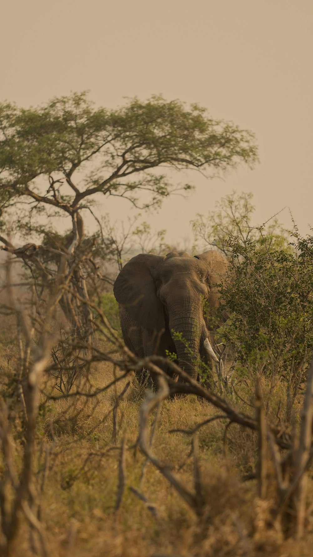 Un elefante in una foresta