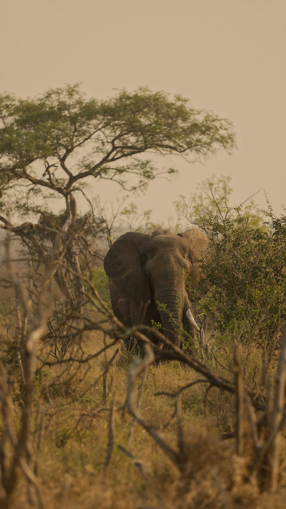 an elephant in a forest