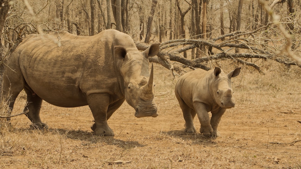 Una coppia di rinoceronti in un campo