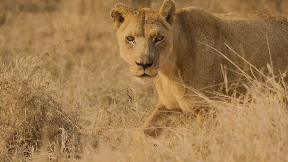 Un leone in un campo