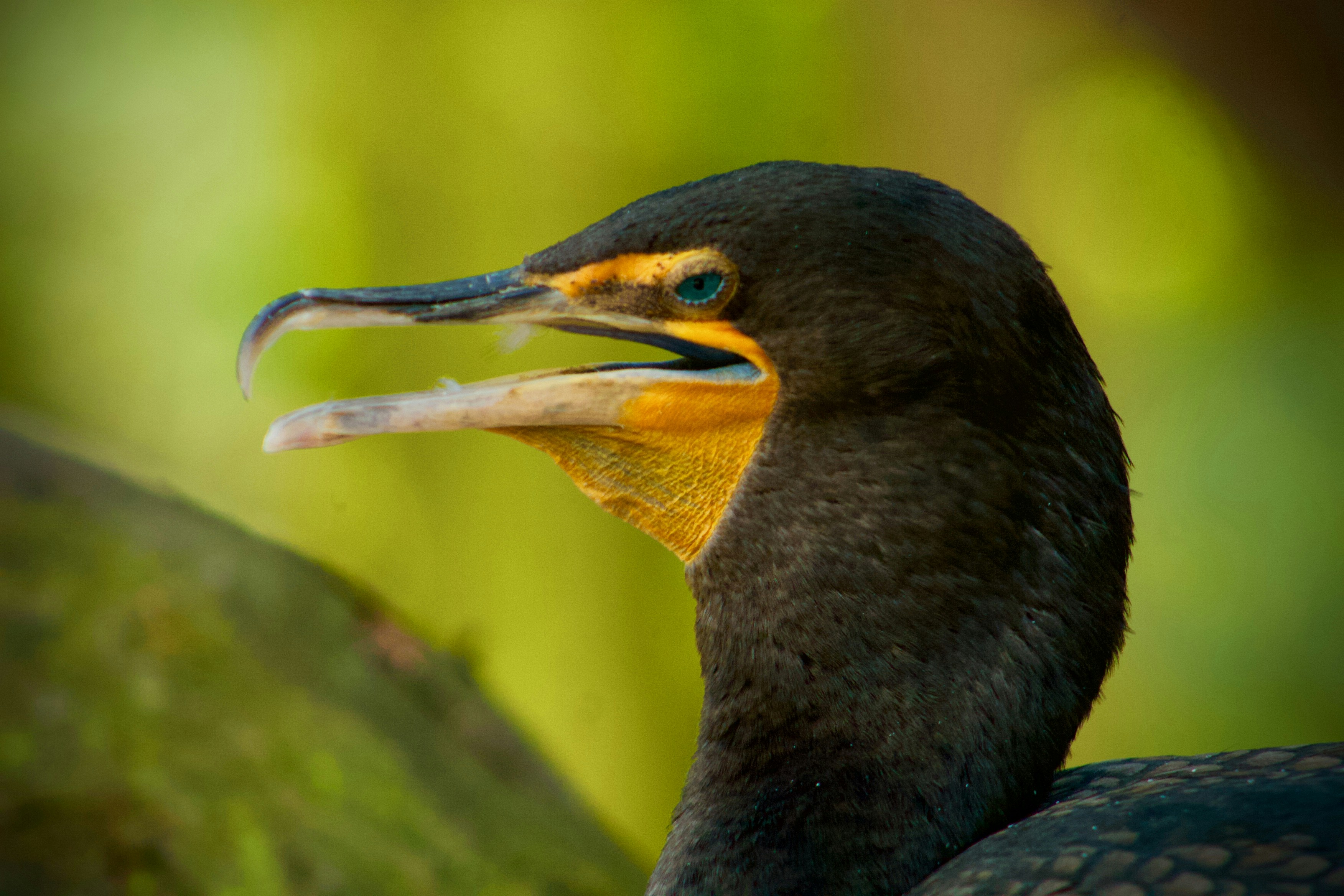 Photo by frankpolanco