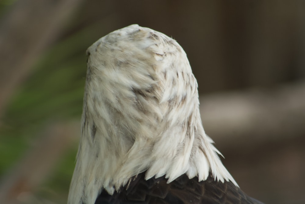 a bird with its beak open
