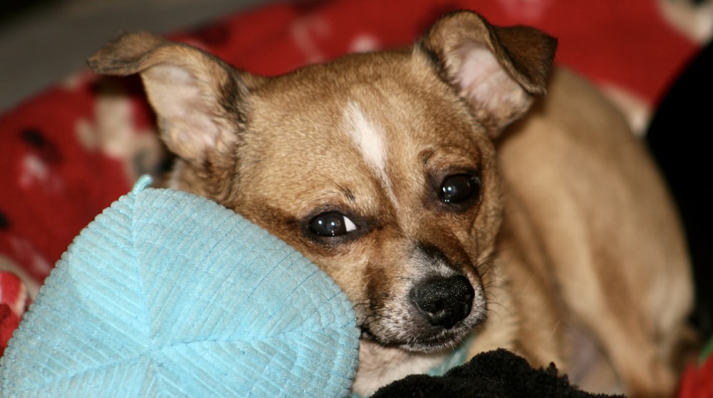 a dog lying on a blanket