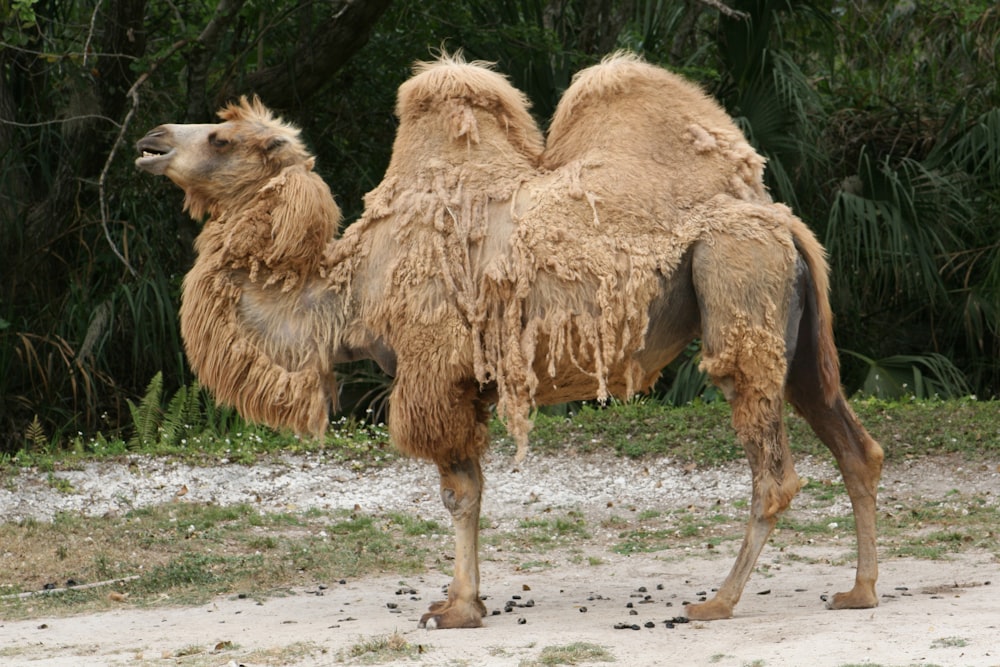 a group of camels standing on a dirt road