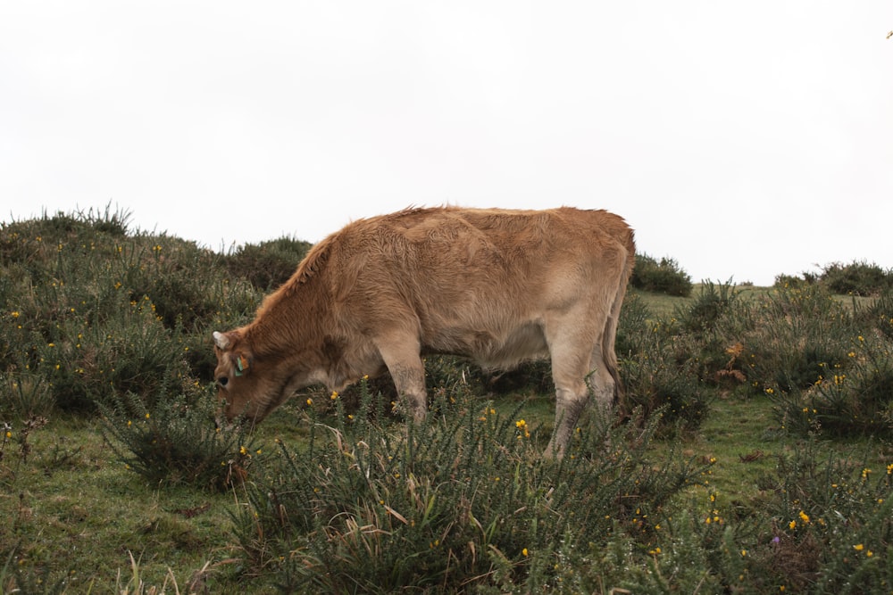 a cow grazing in a field