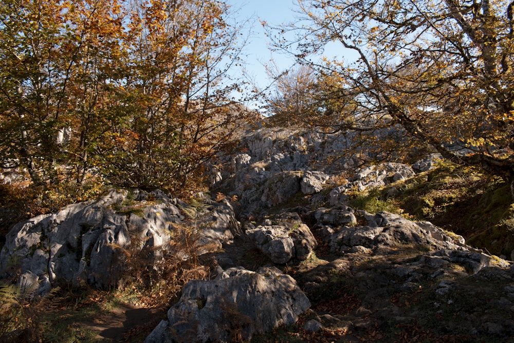 a rocky area with trees