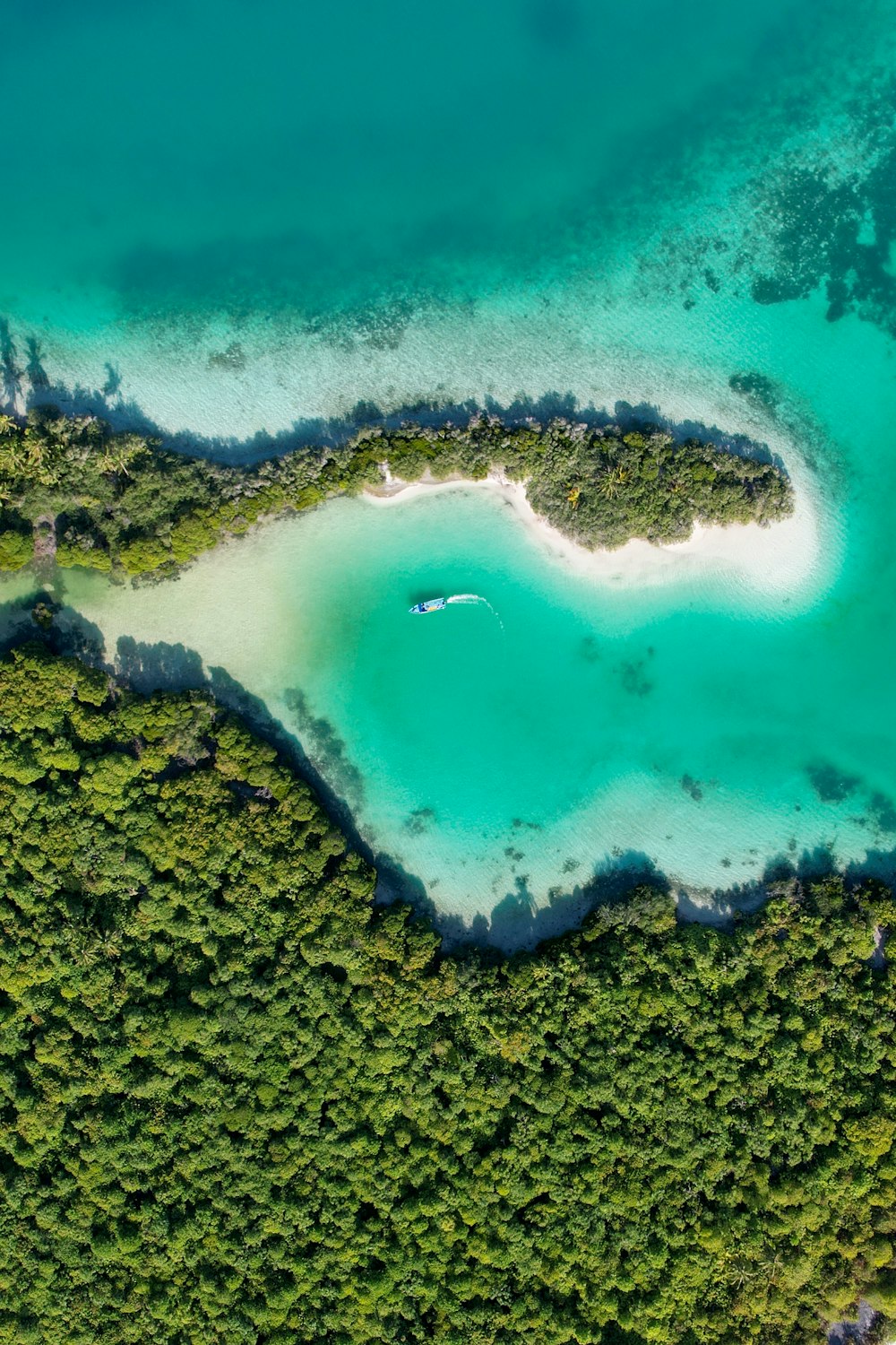 a group of fish swimming in the ocean