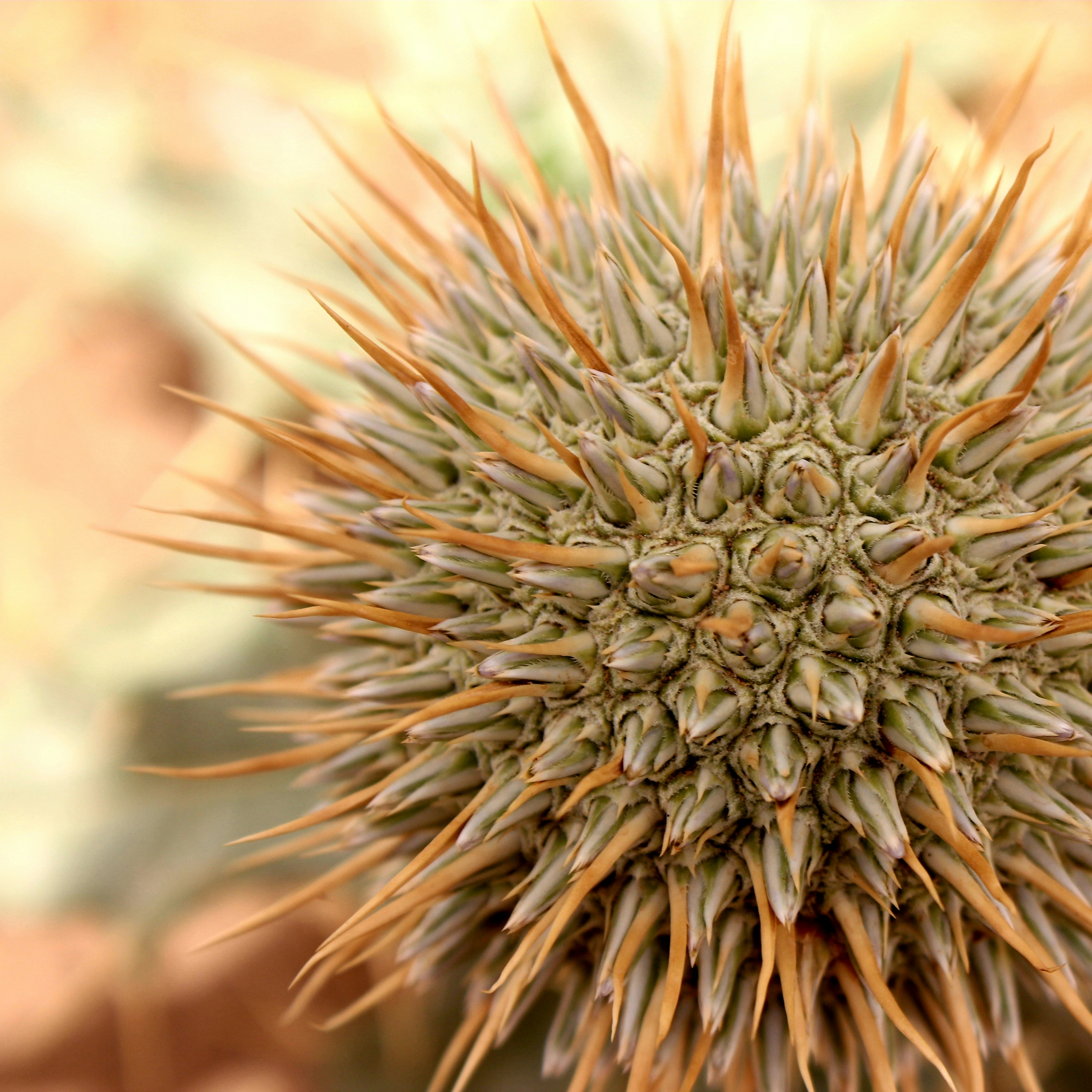 Photo by manavimoghadam