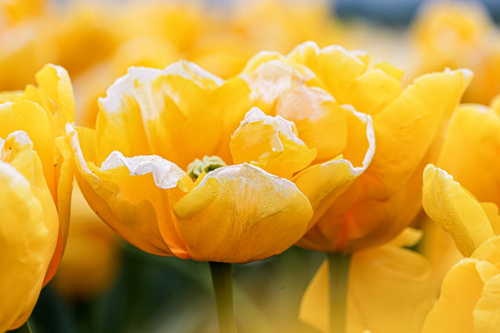 a close up of a yellow flower