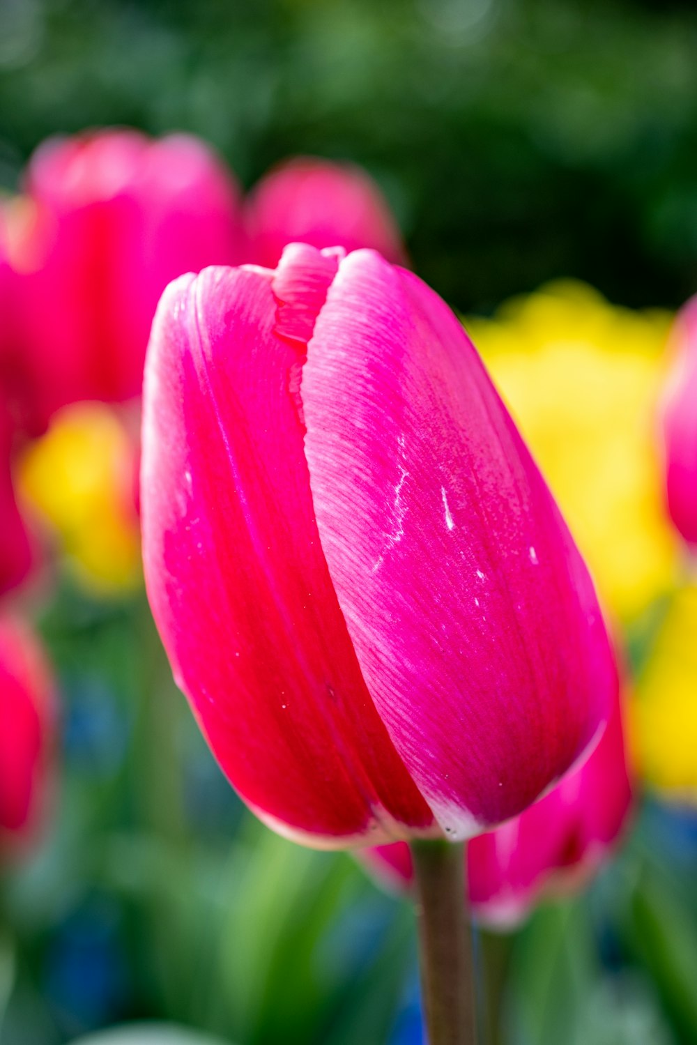 Nahaufnahme einer rosa Blume