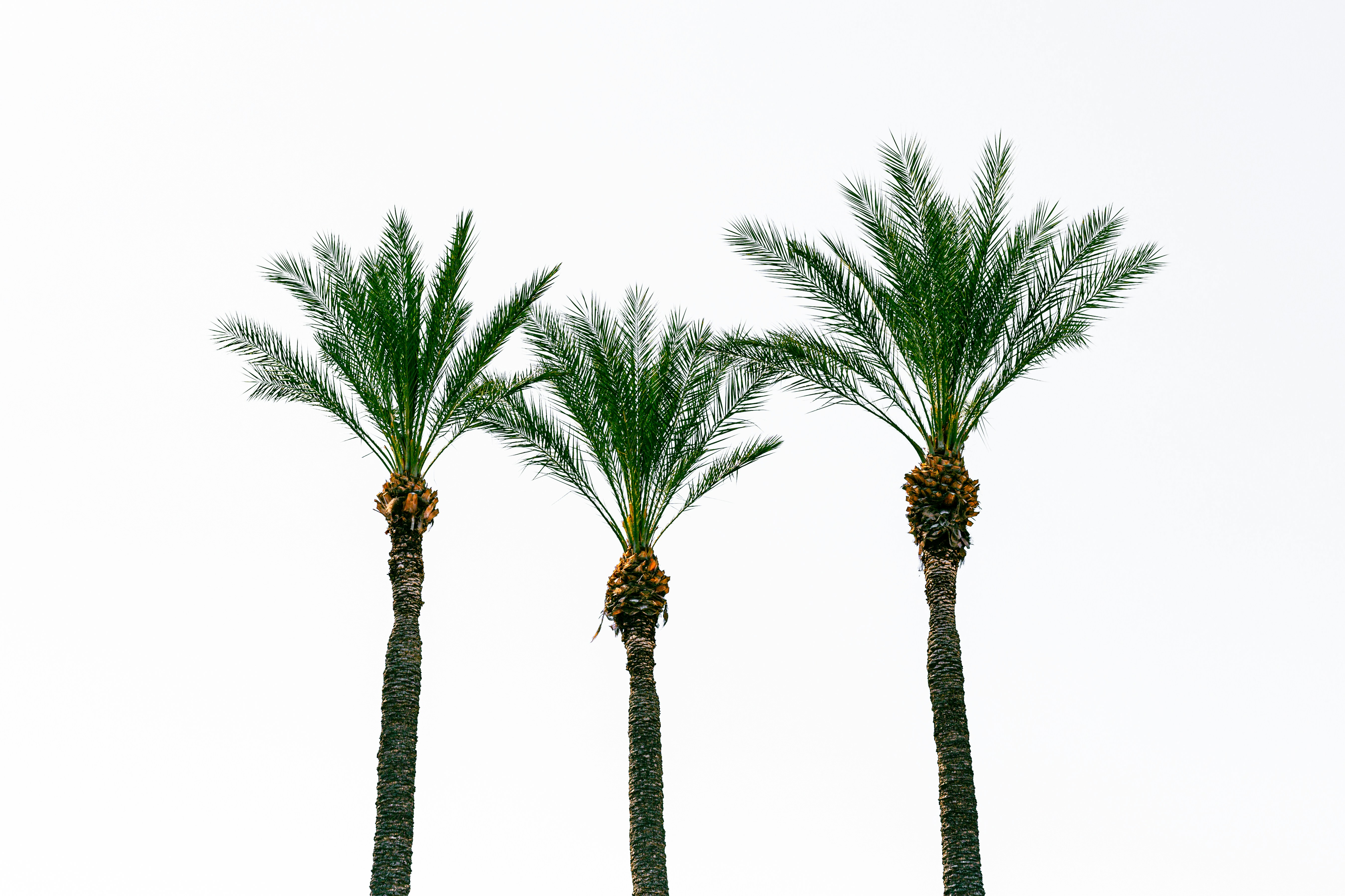 Omani palms