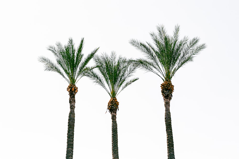 a group of palm trees