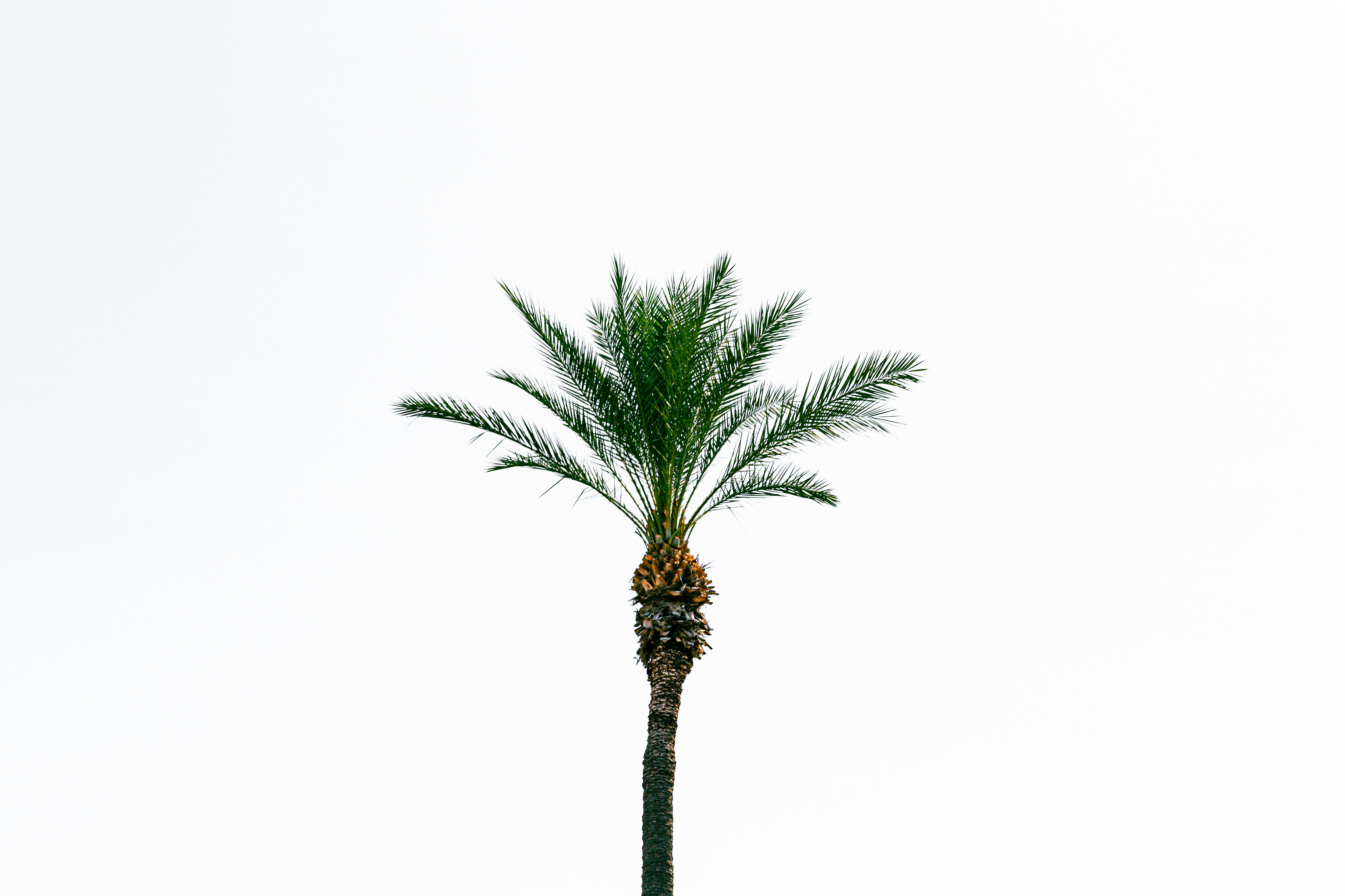 a palm tree with a white background