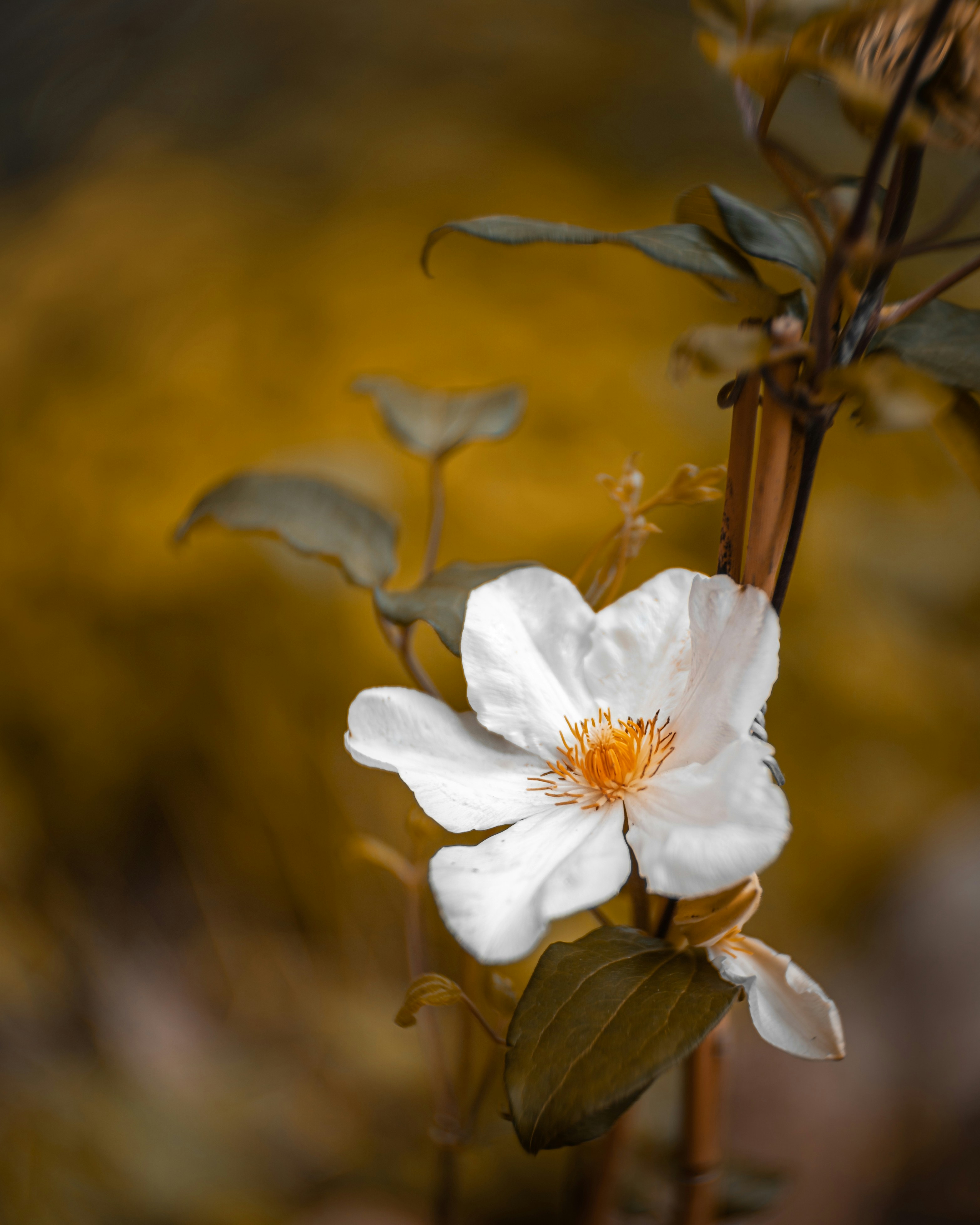 Photo by skylerewing