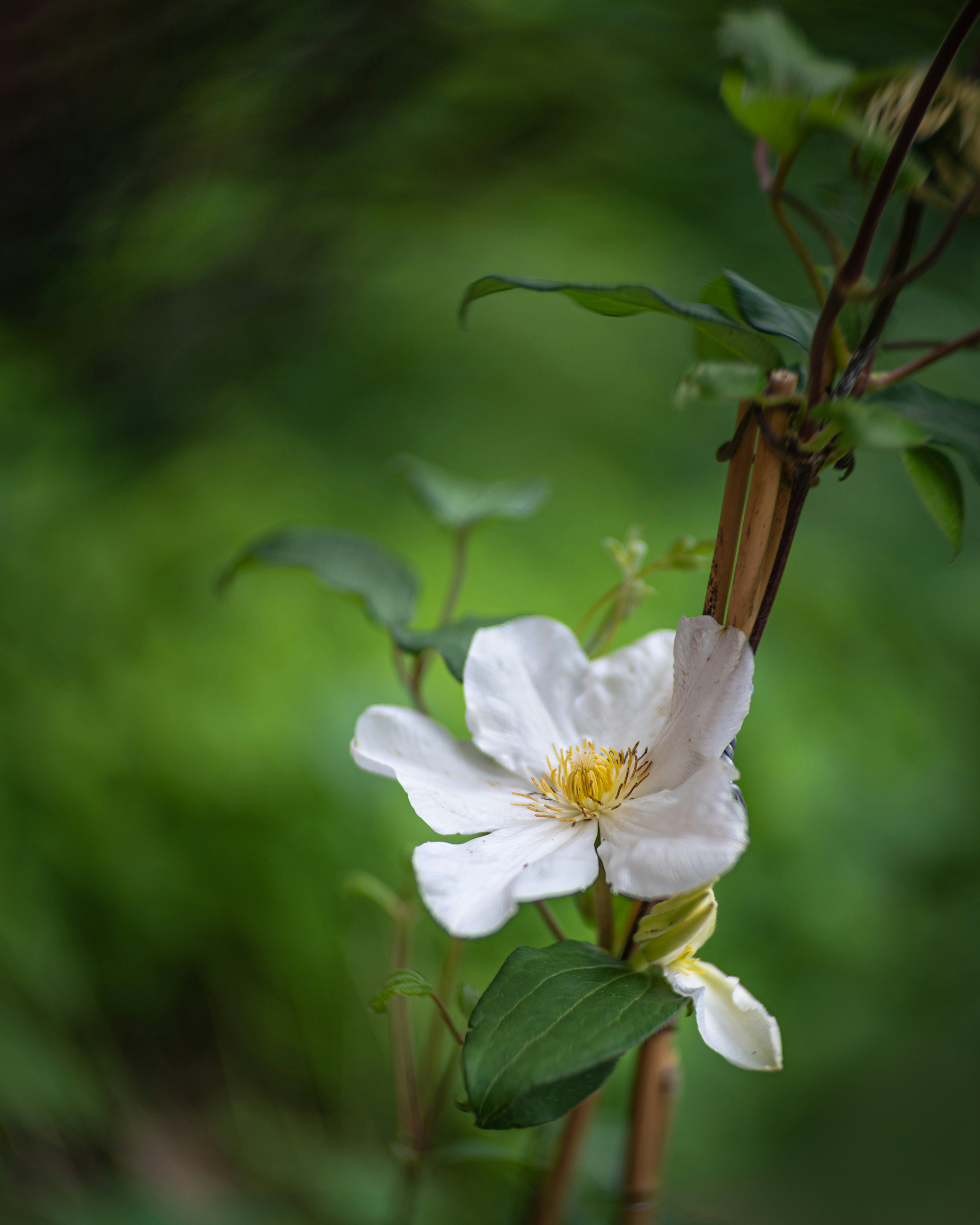 Photo by skylerewing